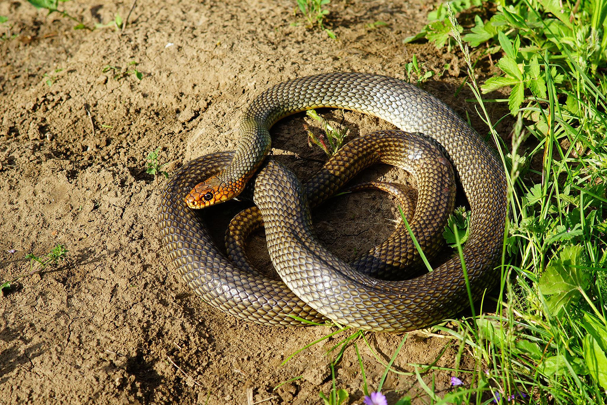 șerpii Din Romania